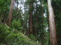 Muir Woods